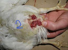 HalfBakedVet's tweet photo. 📙What's your suspected diagnosis❓
💥Case History: (Birds flock🐔)
 -Sudden onset  perfuse watery diarrhea, picking of vent &amp; weakness.
-Samples &amp; PM Examination shows lesion in the bursa ( picture 1 before opening of bursa ) &amp; (picture 2 after opening of bursa) ,
👇Read! https://t.co/RGPLSHExWz