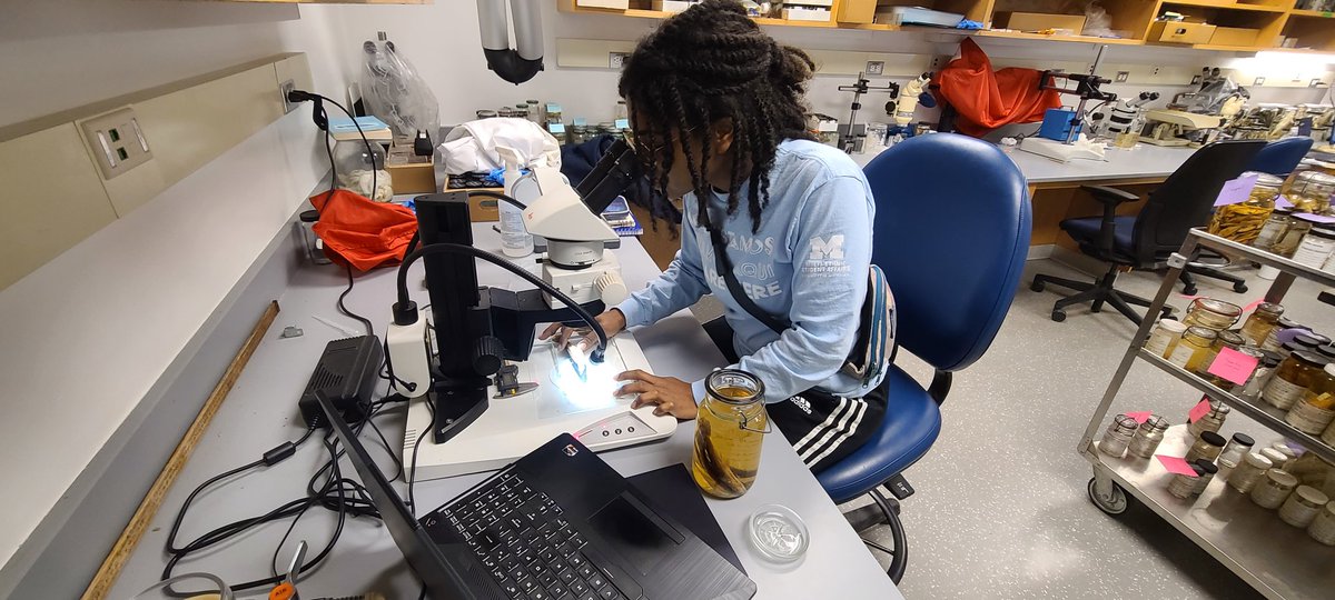 Patricia T-P (@pattorresp1) on Twitter photo #BlackInNHMs #RollCall I'm Patricia Torres-Pineda and I'm a PhD student studying which Evolutionary mechanisms allowed
Poeciliids to be so diverse and succesfull in the Caribbean and actively using museum collections to elucidate this <a href="/BlackInNHMs/">Black in Natural History Museums</a> #BlackInNHMs #RollCall I'm Patricia Torres-Pineda and I'm a PhD student studying which Evolutionary mechanisms allowed
Poeciliids to be so diverse and succesfull in the Caribbean and actively using museum collections to elucidate this <a href="/BlackInNHMs/">Black in Natural History Museums</a>