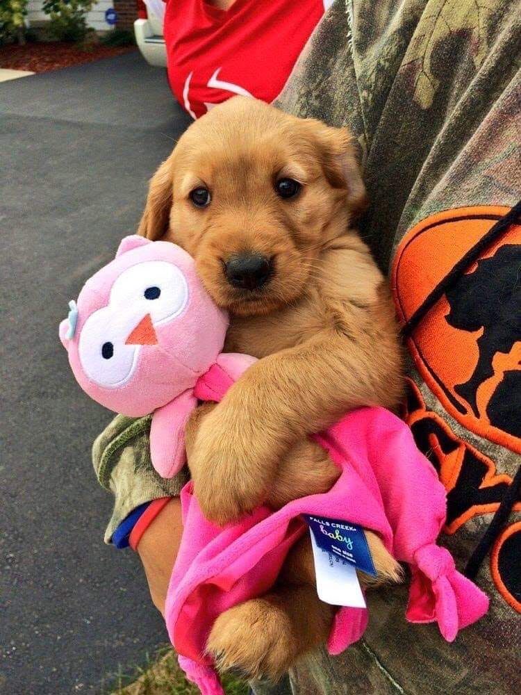 Puppieslover's tweet photo. Cuteness overload https://t.co/TWJZmldZAW