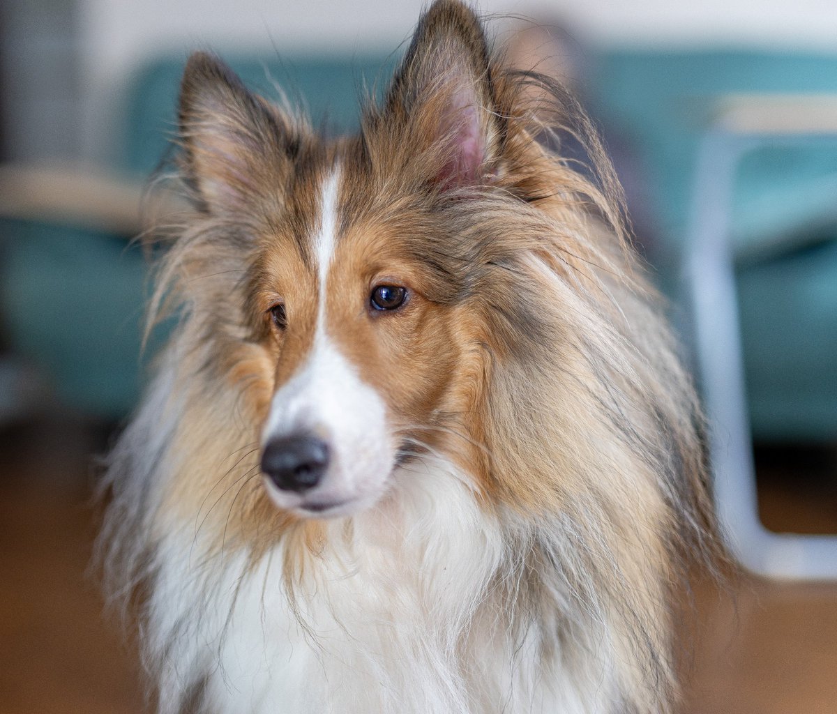 今日の一枚🐶

#シェルティ
#シェットランドシープドッグ
#sheltie
#shetlandsheepdog