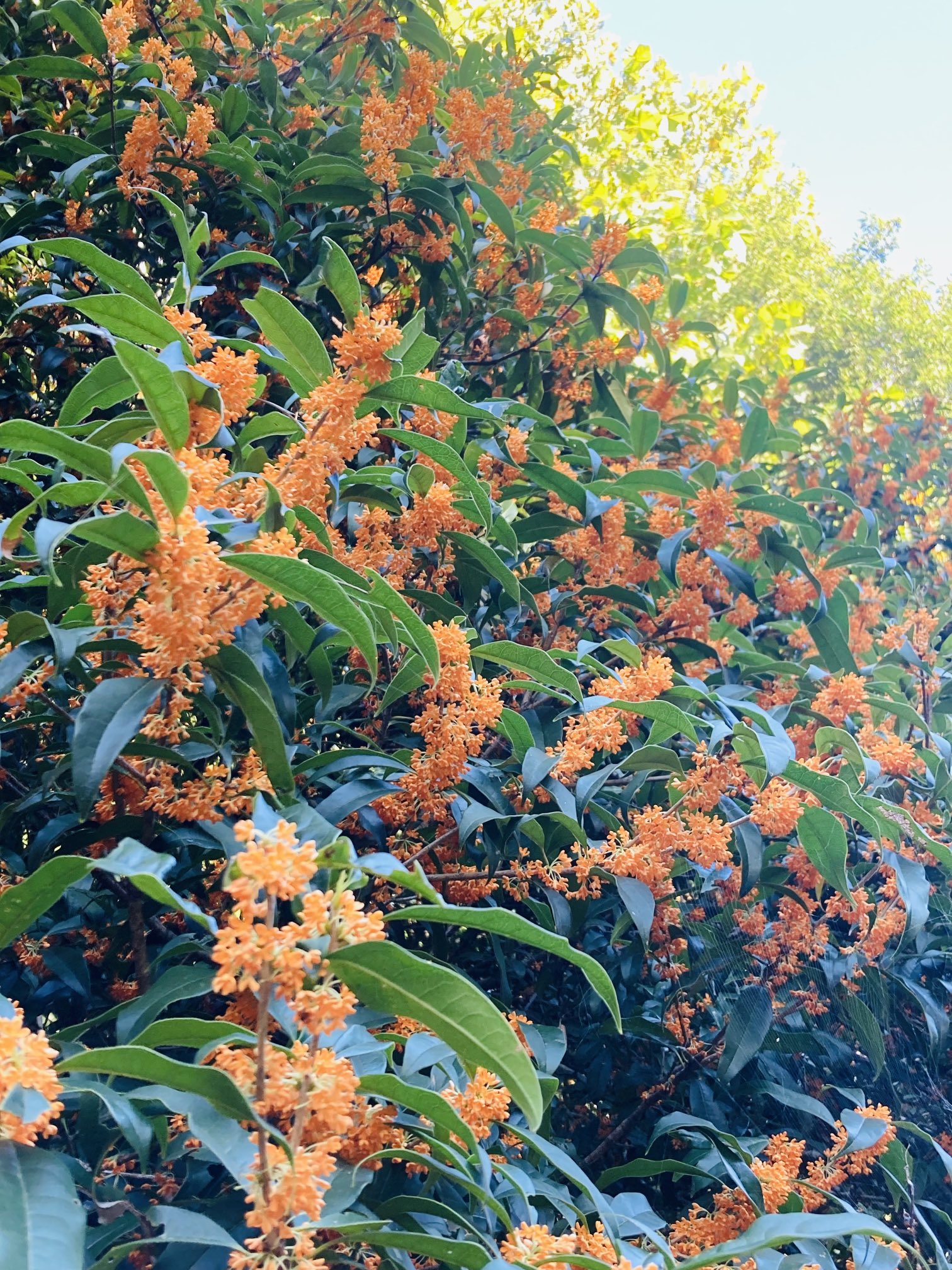 ねりま観光センター on X: 