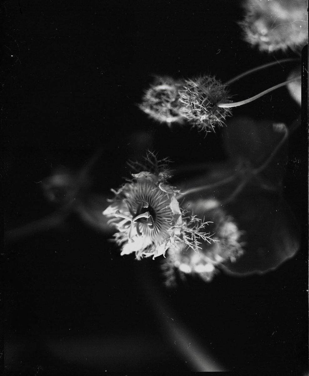 vonpcock's tweet image. I wish my brain wasn’t so consumed with emotions otherwise I would have gotten more done.. but here is a preview of what I’m working on. #4x5 shots being double exposed in the darkroom #viewcamera #film