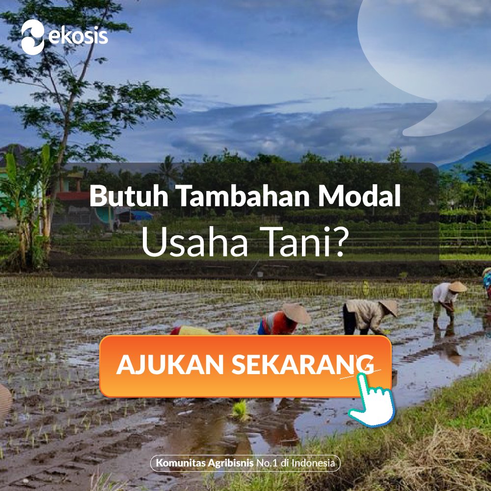 ekosis_id's tweet photo. Dari ladang-ladang kecil hingga perkebunan besar, kami bersama-sama menciptakan jaringan pertanian yang kuat.

Yuk ajukan pembiayaan Kamu dan mulai perjalanan sukses bersama Ekosis! 🌱🚜💚 https://t.co/Zyo3kXIfFJ