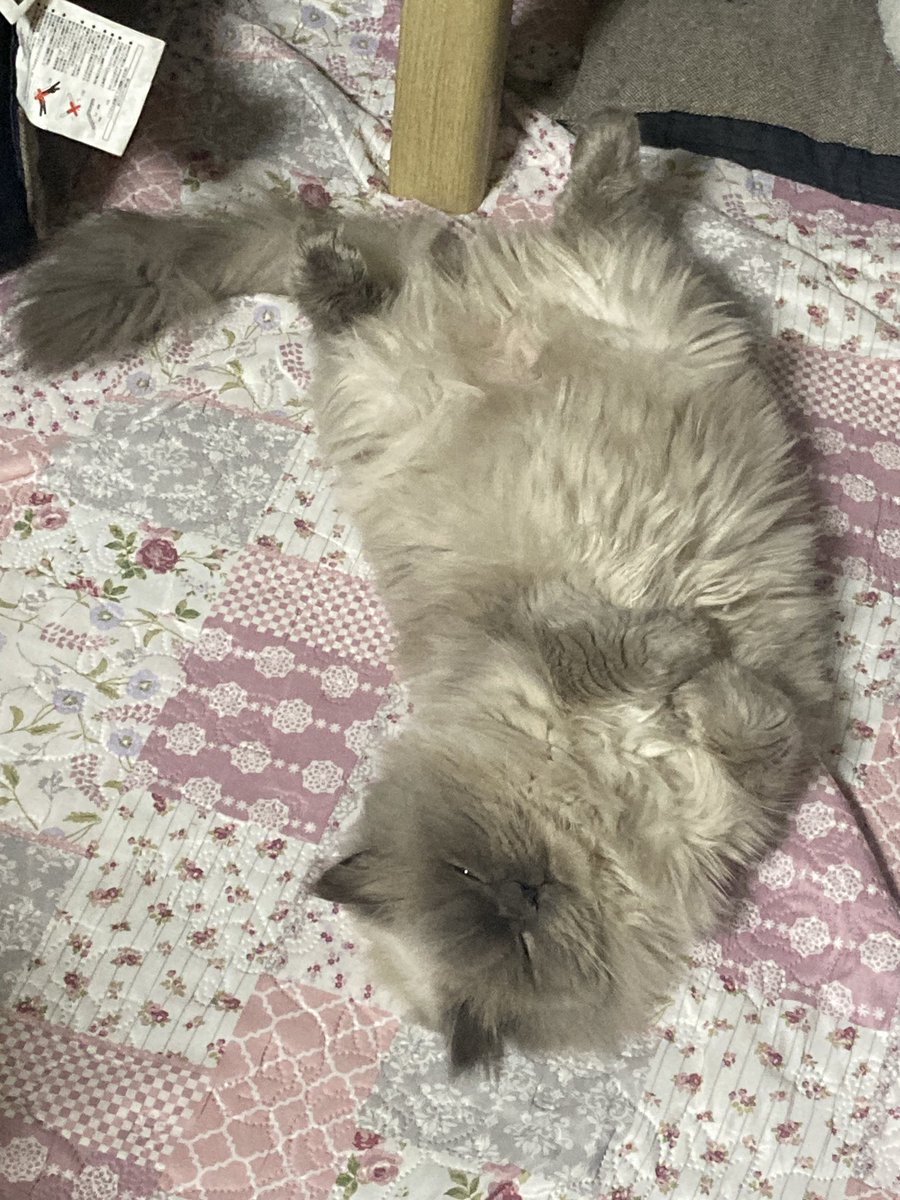 mopland46494's tweet photo. 野生が失われた猫 https://t.co/jrcqqiQk2d