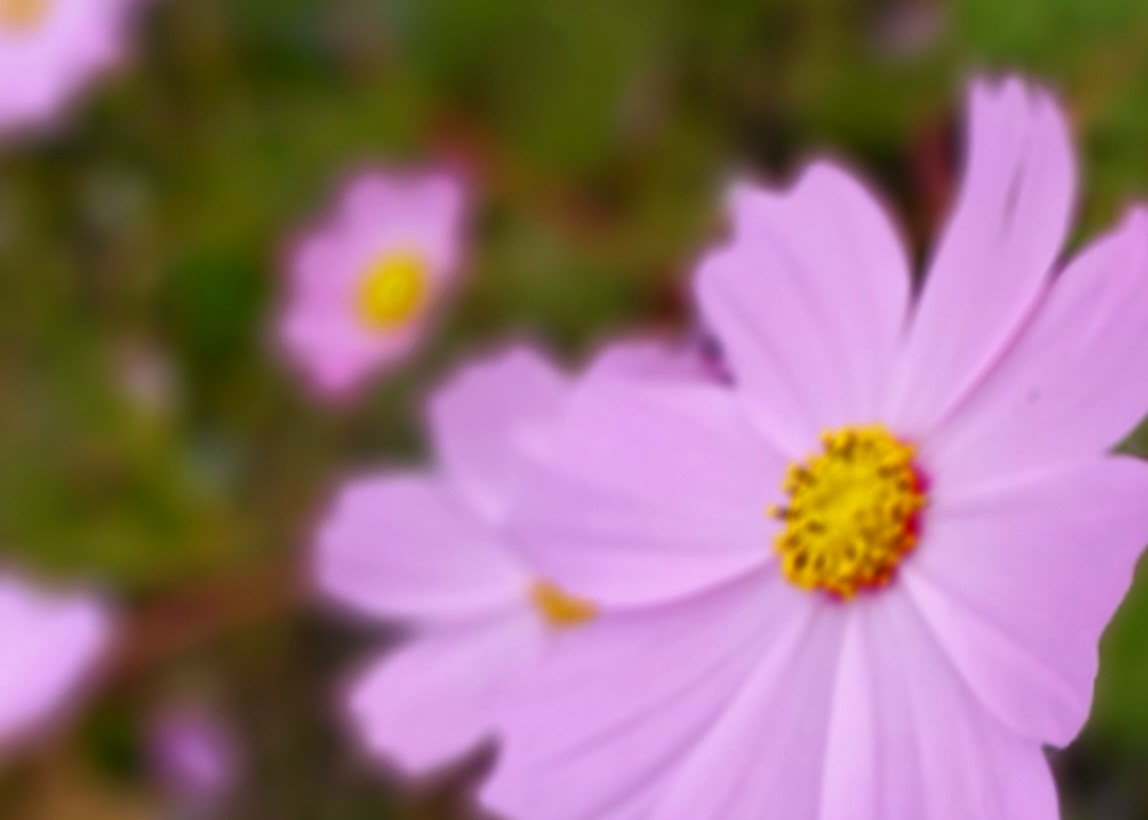 myumacchan's tweet photo. こんにちはー🌞🙋‍♀️

コスモスには癒される♥️
原産国はメキシコ🇲🇽
花言葉は乙女の純潔♍🌠

よき火曜日の午後を😊🌱

#花写真 https://t.co/9RsFqD1HjE