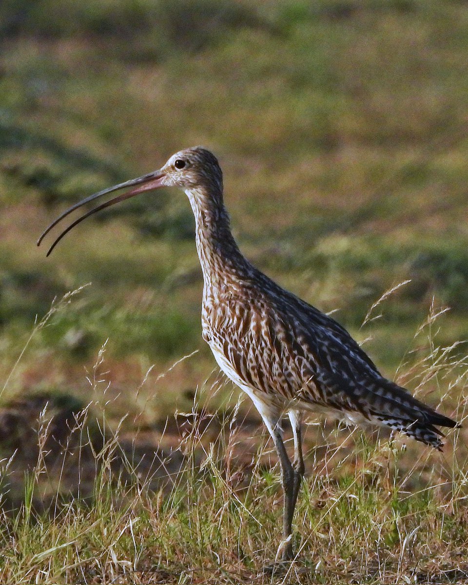 'CALLING'
Eurasian Curlew 
Shambhar Lake, Jaipur Rajasthan
14102023
#indian #eurasian
#habitat #curlew #wildlifeweekwithnikon
#vanakriti
#natgeo 
#naturephotography 
#nature_of_our_world 
#nationalgeographic_ #nature_perfection 
#netgeotravelindia 
#nationalgeography 
#indiAves