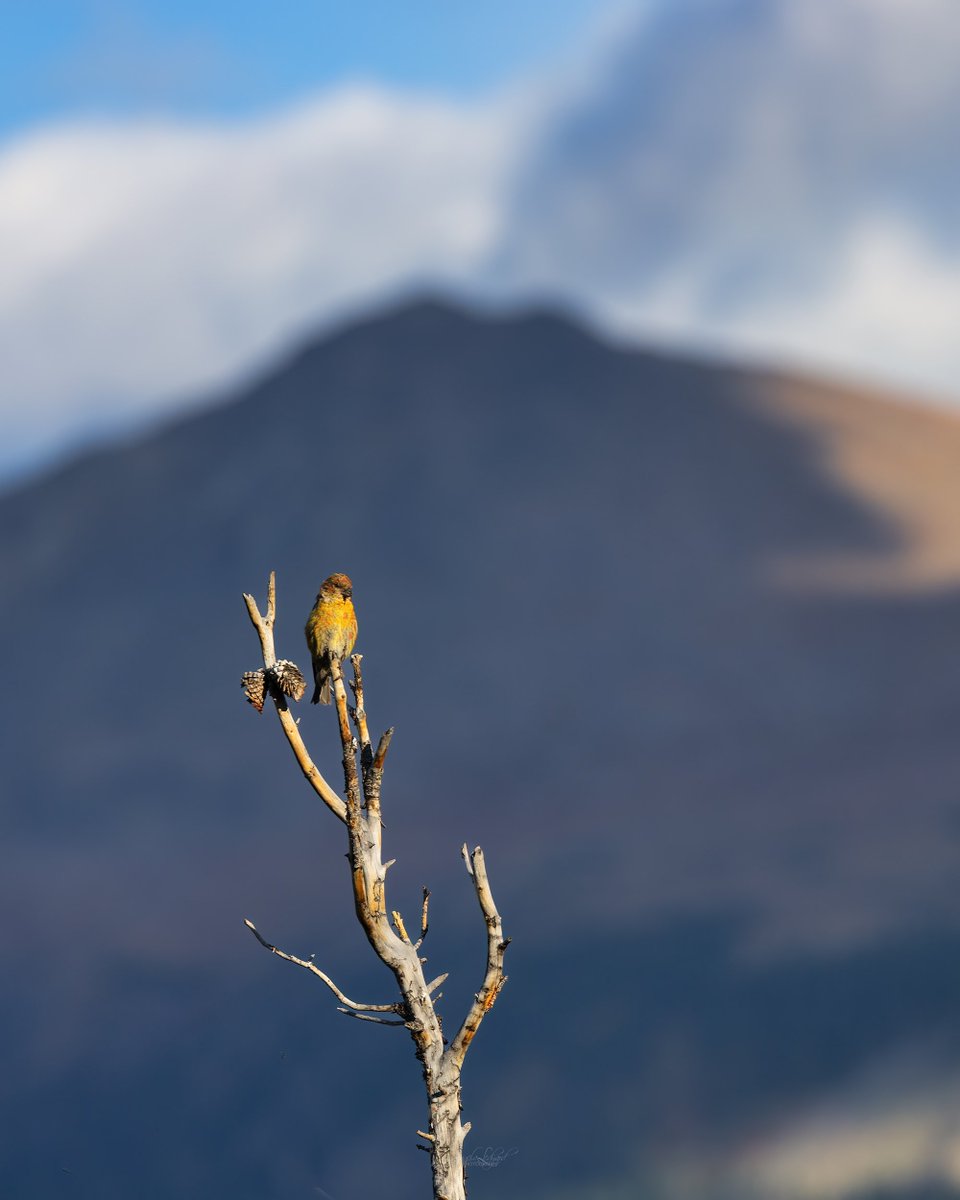 Double enjoyment - the #crossbill perched on a barren tree and #rockymountains . #TwitterNatureCommunity #birdsoftwitter #MountainMonday #birdwatching #mountains