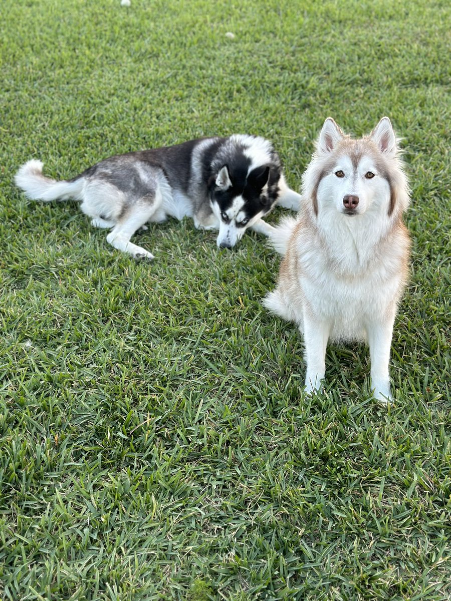 _melopez's tweet image. 🥺 #husky #fall