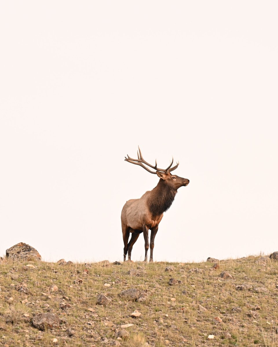 My latest visit to <a href="/YellowstoneNPS/">Yellowstone National Park</a> and <a href="/GrandTetonNPS/">Grand Teton National Park</a>