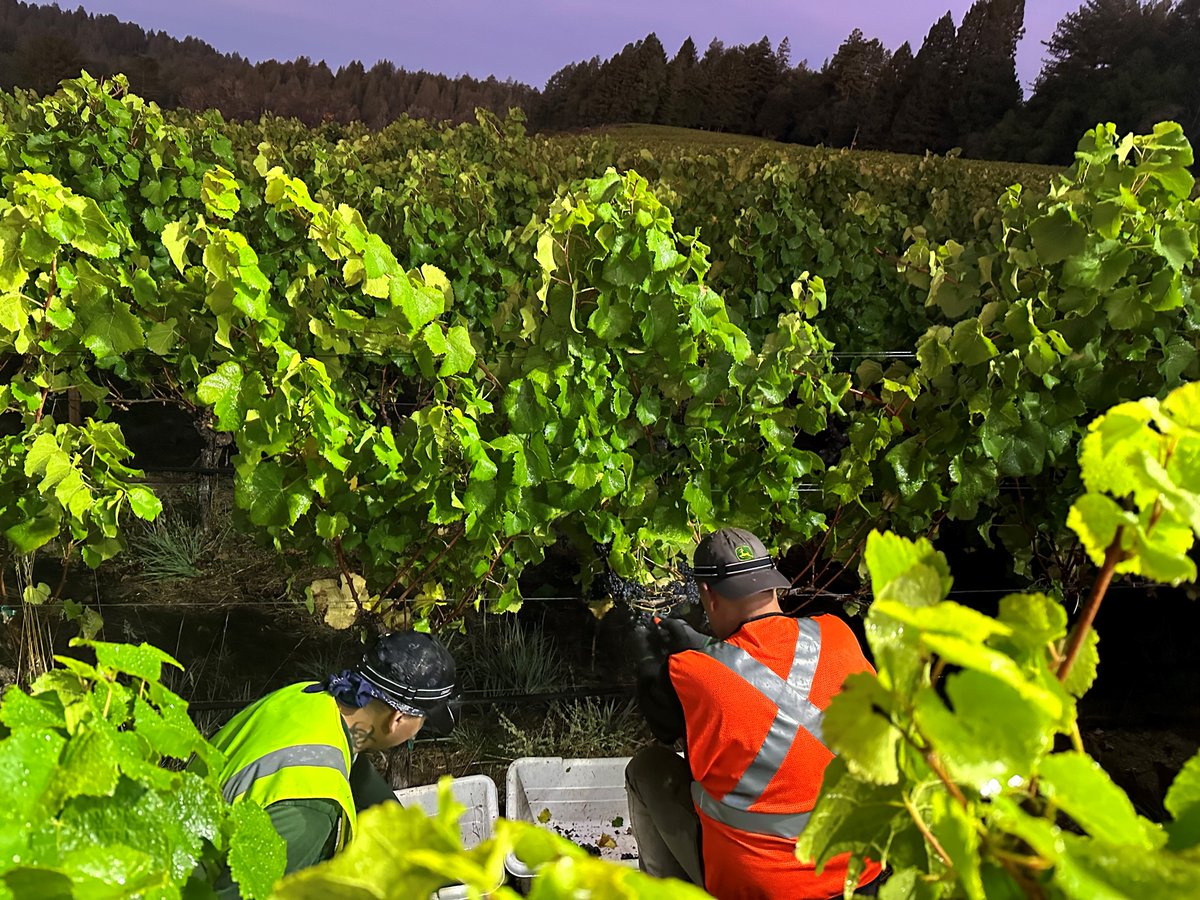 Marimar Torres tweet media