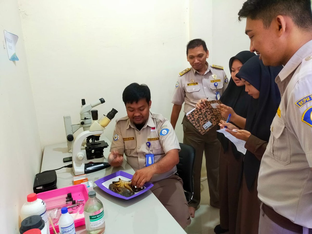 BKIPMNunukan's tweet photo. Laporan Giat Wilker Nunukan
Selasa,17/10/2023
#salambahari
Melakukan pembelajaran Pengujian Parasit pada komoditi perikanan Kepiting Bakau Hidup terhadap siswa PKL dan personil BKIPM Nunukan
@bkipm_kkp
@BKIPMTarakan
#KKPThrive https://t.co/LLm12HTzDi