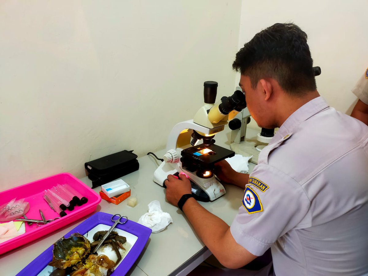 BKIPMNunukan's tweet photo. Laporan Giat Wilker Nunukan
Selasa,17/10/2023
#salambahari
Melakukan pembelajaran Pengujian Parasit pada komoditi perikanan Kepiting Bakau Hidup terhadap siswa PKL dan personil BKIPM Nunukan
@bkipm_kkp
@BKIPMTarakan
#KKPThrive https://t.co/LLm12HTzDi