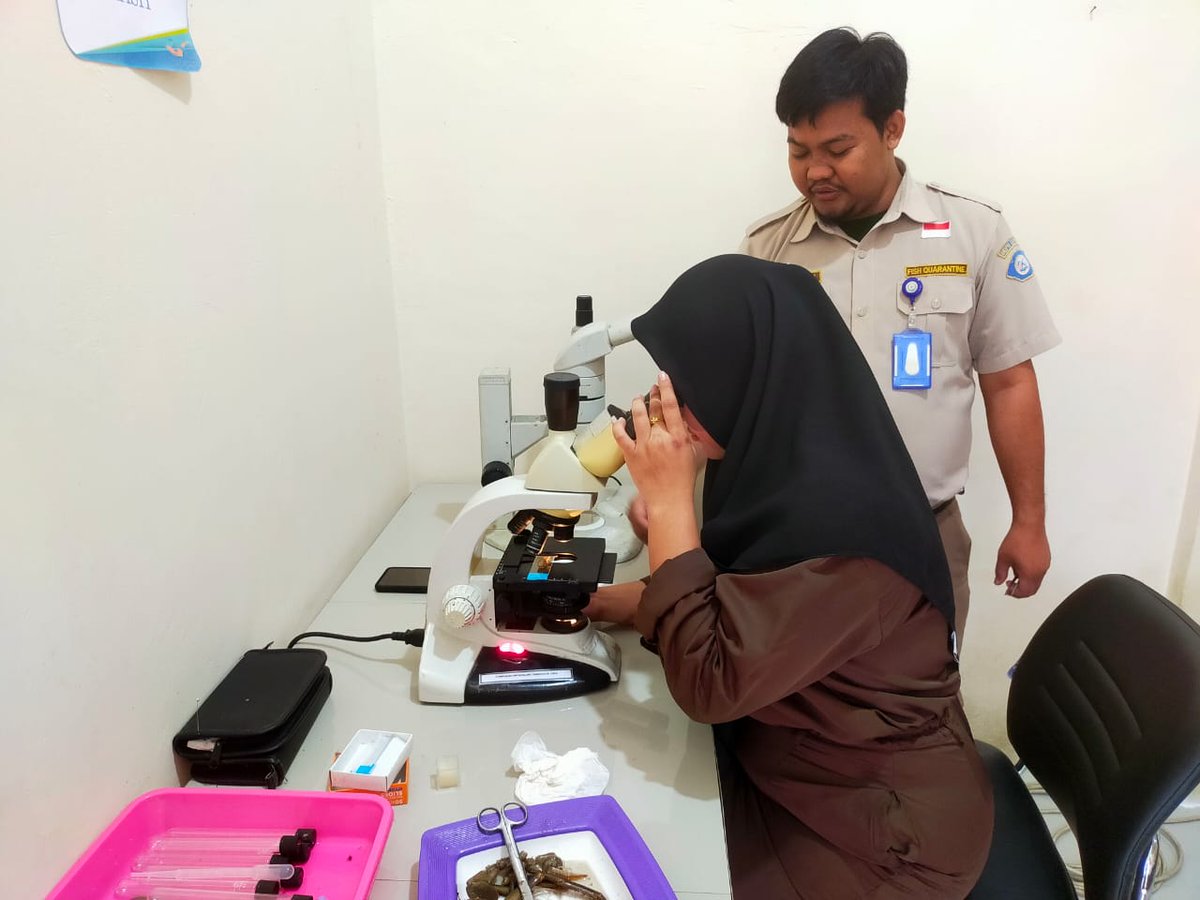 BKIPMNunukan's tweet photo. Laporan Giat Wilker Nunukan
Selasa,17/10/2023
#salambahari
Melakukan pembelajaran Pengujian Parasit pada komoditi perikanan Kepiting Bakau Hidup terhadap siswa PKL dan personil BKIPM Nunukan
@bkipm_kkp
@BKIPMTarakan
#KKPThrive https://t.co/LLm12HTzDi