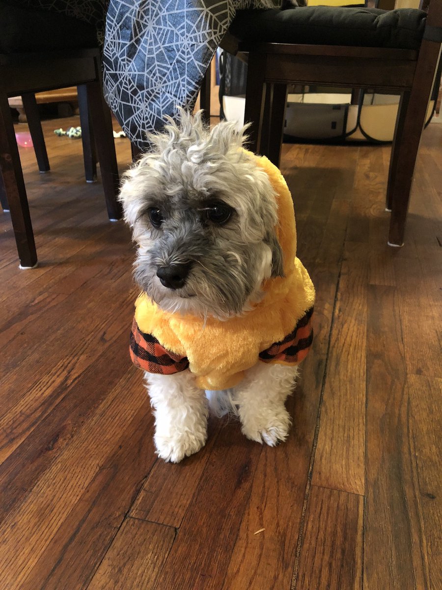 Olaf_LittleMan's tweet photo. Hi my paw friends happy Monday October 16th! Here is October Countdown for today!
Throwback to me as another monster.. 2018 (mom had a theme I guess for my first Halloween. Between this one and my green momma little monster shirt).🎃😈❤️🐶 #October16th #OctoberCountdown https://t.co/wvSnmlp13k