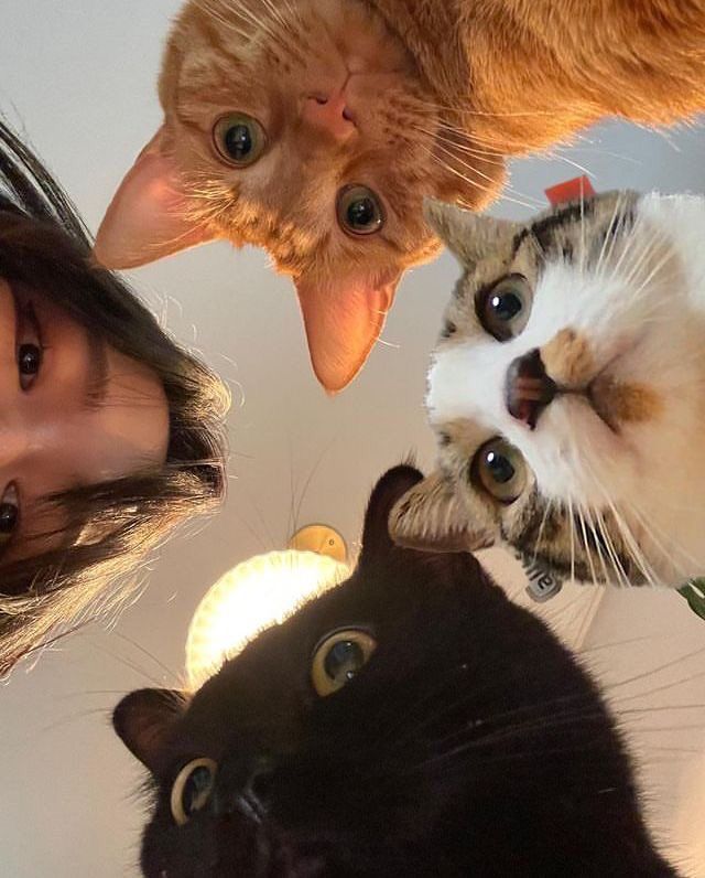 Why you should have a cat tweet media