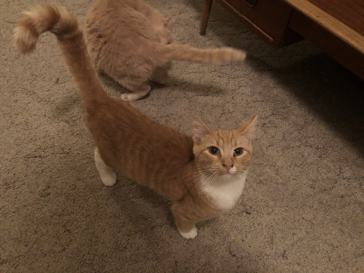 helpingpaws13's tweet photo. Boots wishes everyone a very happy joyful and healthy Tuesday. #CatsAreFamily #CatsOfTwitter #CatsOnTwitter #helpingcats https://t.co/mCq5JuG1Lp