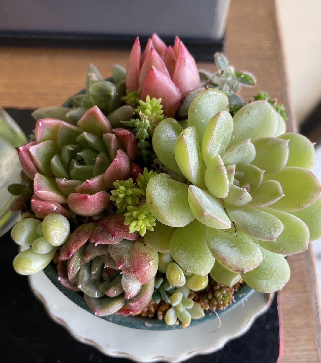 値下げ中♪♪ウォールバー❤️☆寄せ植え☆このまま飾れます☆多肉植物