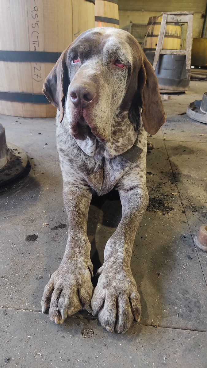 Iván Sacristán tweet media