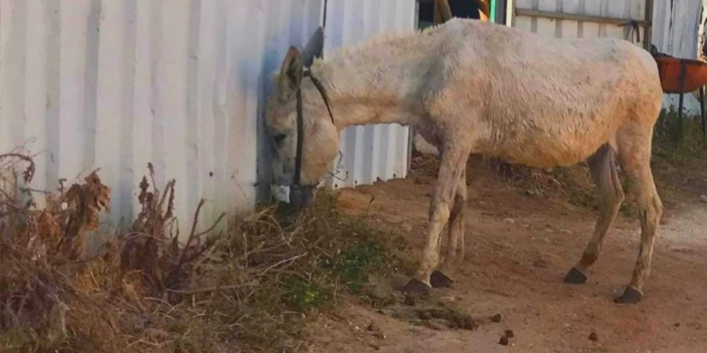 safehaven4donks's tweet photo. π DESPAIR βΉοΈ
π¨ Together we can make a positive difference to more donkeys - stop their pain & educate their owners. Let us give these donkeys HOPE by making a donation today π https://t.co/p0RRfRMToa
#DonkeysDeserveBetter #StopDonkeyPain #SupportDonkeys #GiveHope https://t.co/uFNCGK9Dmi