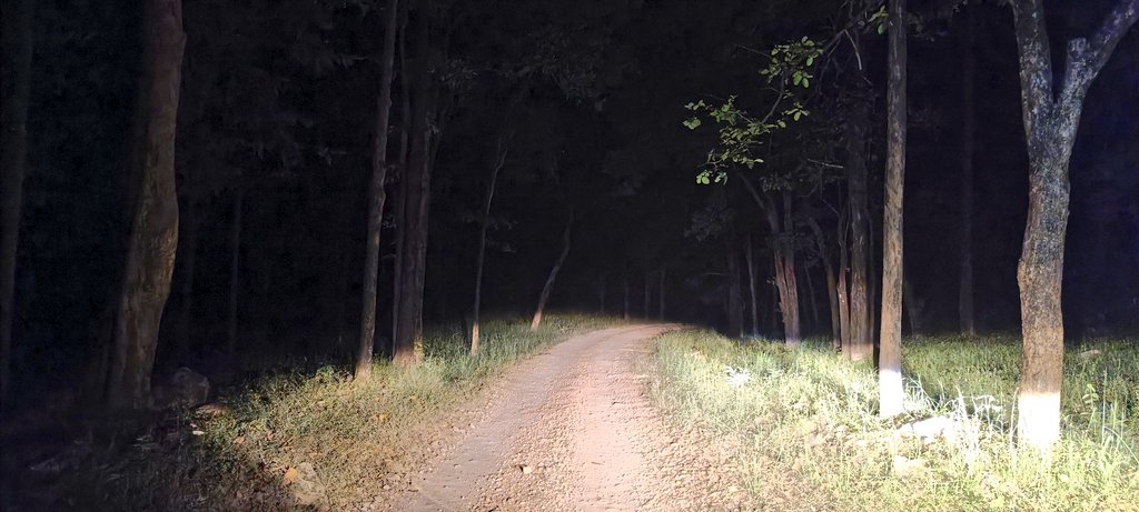 🐅 Can you spot the mystery animal in this incredible shot from Pench Tiger Reserve? 🌿 A game of hide and seek with nature! 📸 #PenchTigerReserve #SpotTheWildlife #NaturePhotography