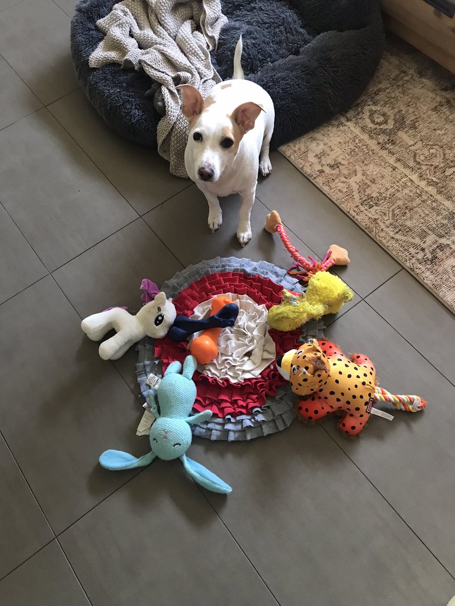 RonnyBlair's tweet photo. Afternoon tea at ours looks like this,Scouty and friends. 💜🐶#jackrussell #ilovemydog #littlepudding #scout #dogsarefun https://t.co/w0Ka6Ew8j8