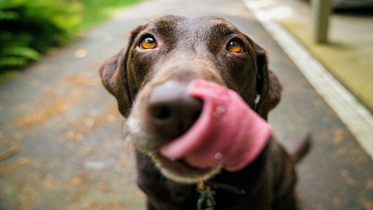 sage_s65739624's tweet photo. It is tempting to sneak our dogs some meat among all of the leftover turkey or even to prepare them a plate of it for an extra Thanksgiving treat. But are dogs able to consume turkey? #Can_dogs_eat_turkey #Dogs #Pets #Thanksgiving #Dogs_Care
https://t.co/vOD6pq179I https://t.co/Qn2TrssZIJ