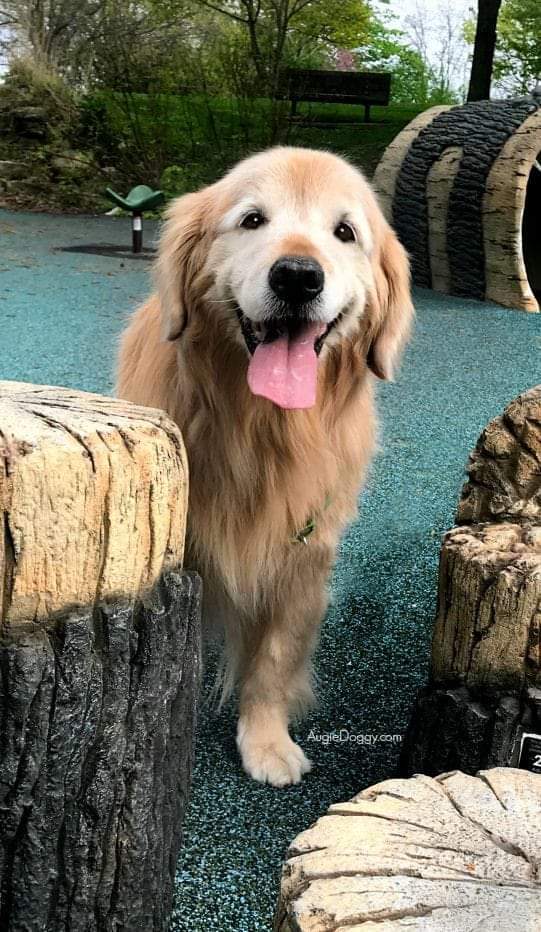 Am I cute or not? #GoldenRetrievers #dogsoftwitter