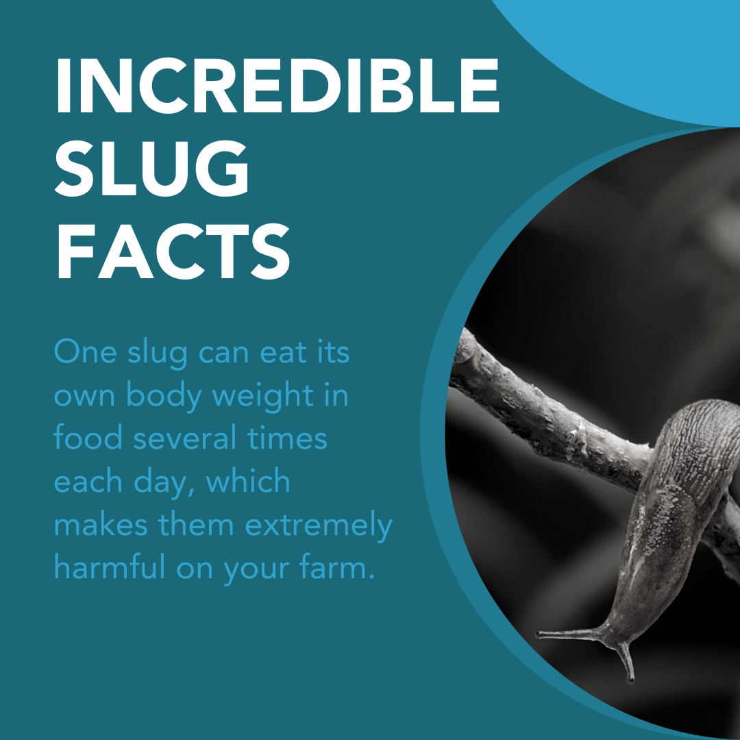 certis_belchim's tweet photo. Longer nights give slugs time for additional feeding cycles whilst many cereal crops are still vulnerable. Be sure to monitor numbers and apply a durable, mold resistant pellet early on if threshold levels are high.
https://t.co/RYWIy5Jd6H #slugs #slugpellets #FarmingUK https://t.co/HZczGYMccY