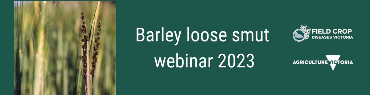 Join us for a barley loose smut webinar on Monday October 30th at 5pm AEDT and keep up to date with current management options. Register here buff.ly/48ZdAvp #loosesmut #barley #webinar @GRDC <a href="/Imharidadu/">Hari</a> <a href="/AndreaHills9/">Andrea Hills</a> <a href="/VicGovAg/">Agriculture Victoria</a> <a href="/geoffreyjthomas/">Geoff Thomas</a>