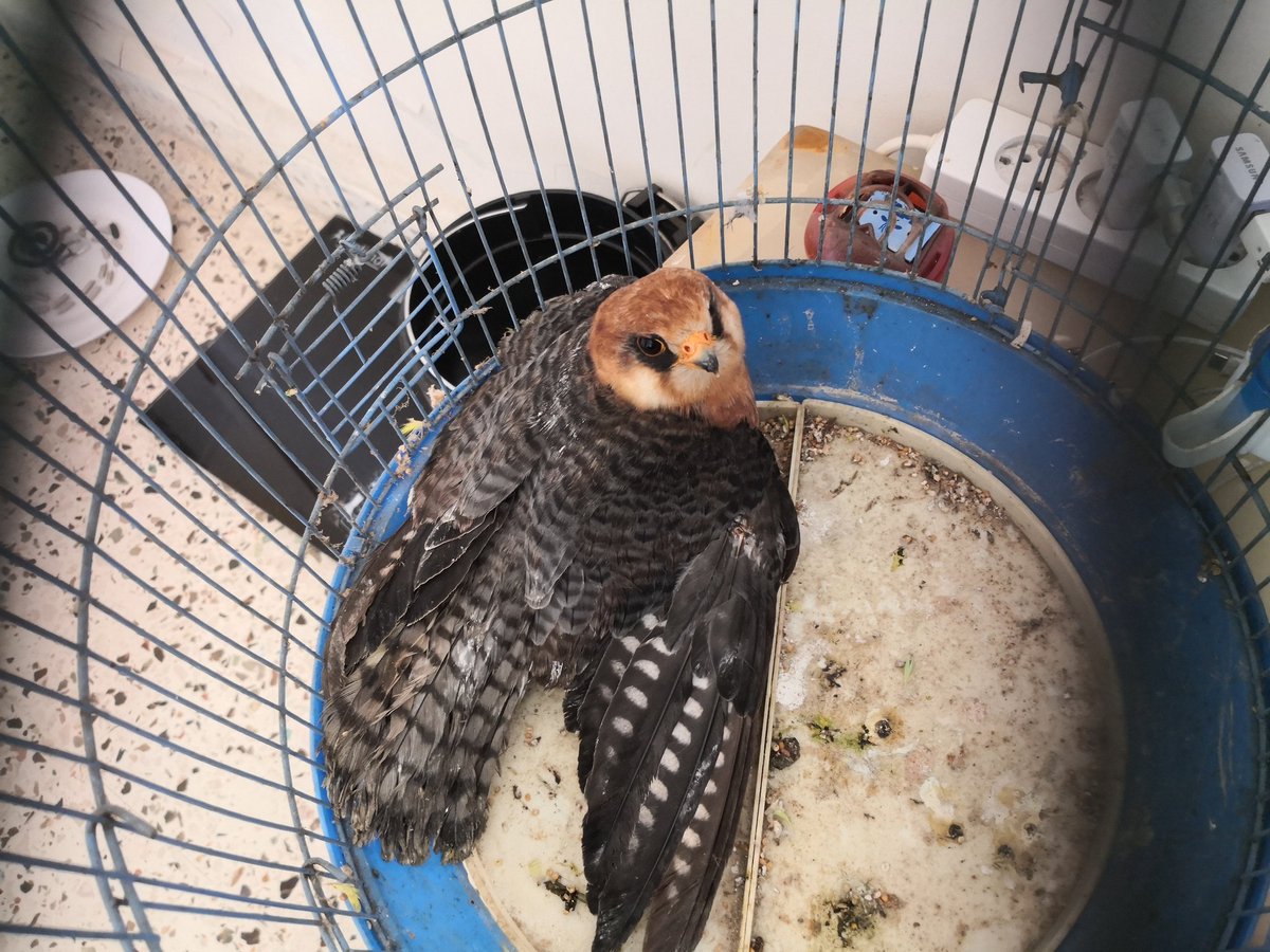 Rrogersaad's tweet photo. انقاذ هذا الصقر redfooted falcon من الموت بعد ان تعرض للقواص من المجرمين وهيدا النوع من الانواع الموضوعة على اللائحة الحمراء @IUCN وهو الان في بداية علاجه لاعادته الى الطبيعة وسياخذ وقت بالنسبة لحالته
#redfootedfalcon #iucn #birdprotect @GhinaNahfawi @saydehnawwar @malaeb_kamal https://t.co/hpTR6oyJkQ