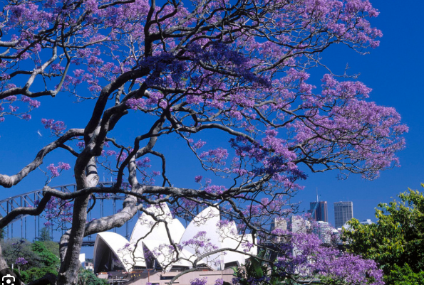 MarkNero123's tweet image. Jacaranda are blooming in Sydney. #jacaranda #SydneySpring #Sydney