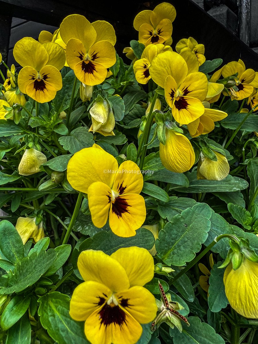 🍃 🌼 🍃🌼 Guten Morgen! 🌼 🍃🌼🍃