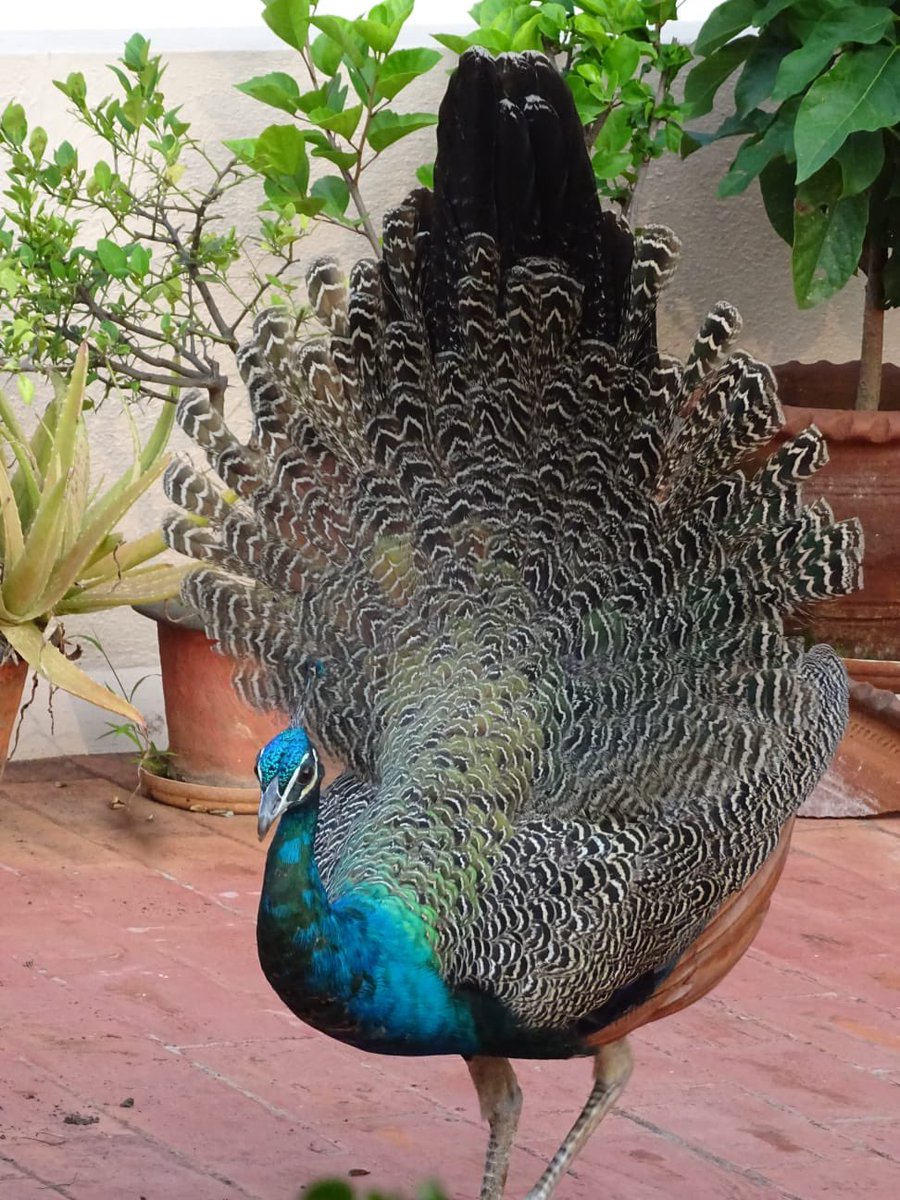 karthikhnarayan's tweet photo. To all the Peacock lovers !!!! Pictures from My neighbour’s terrace 🦚 Handsome 😍 https://t.co/dIWJTMLBFK