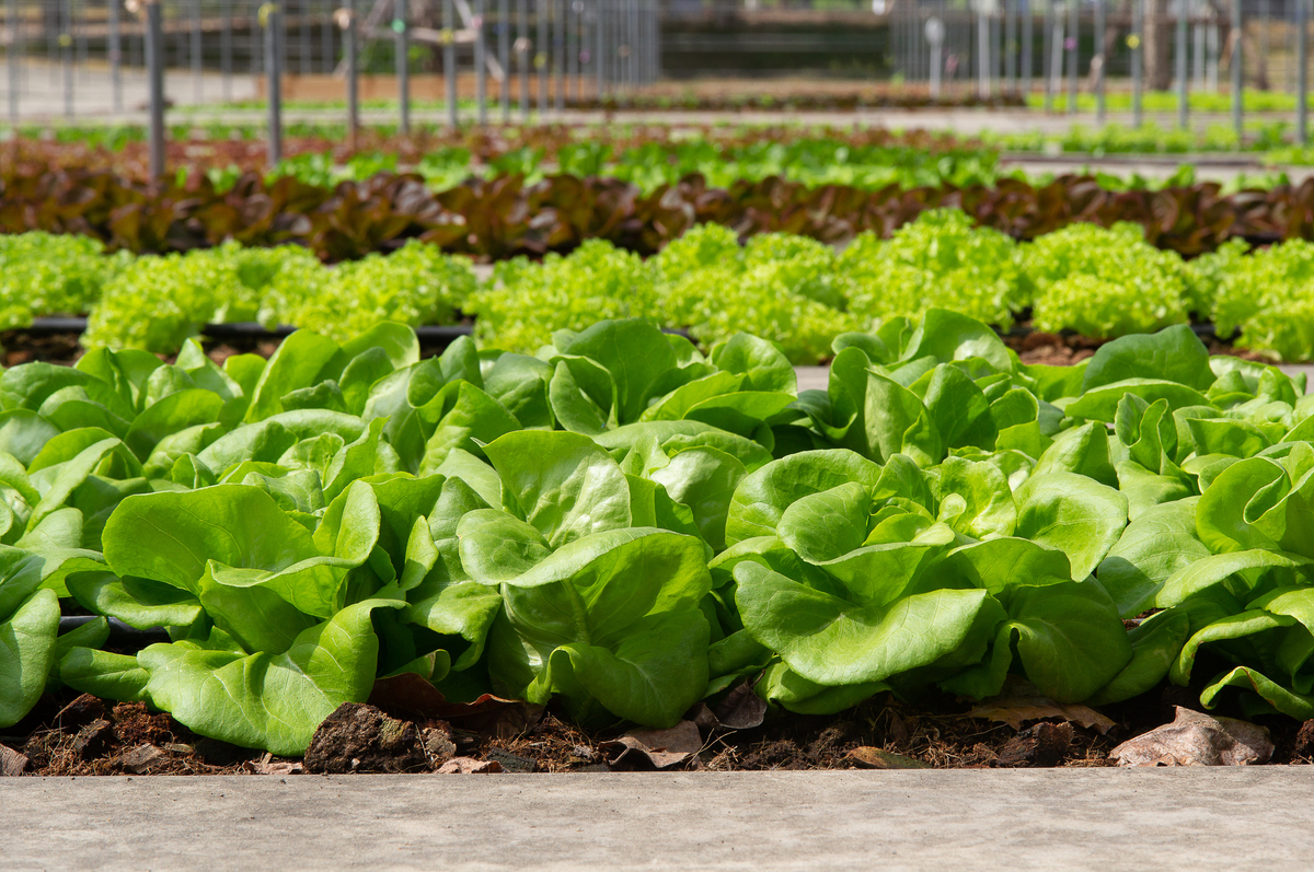 isaaa_org's tweet photo. Researchers from the National Academy of Sciences of Ukraine and Nomad Bioscience GmbH in Germany produced GM lettuce and mizuna with antibacterial activity against E. coli. Read details in #BiotechUpdate: https://t.co/z47YnwWSL9 https://t.co/2Xx2QdqQ9X