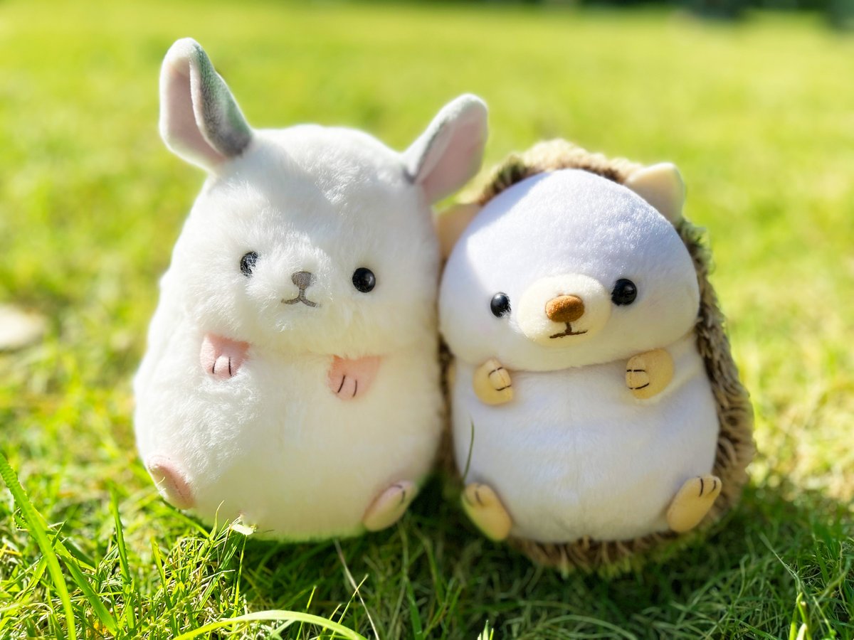 ぼくの おともだち… チンチラの『ちらてぃん』が あそびに きてくれ 