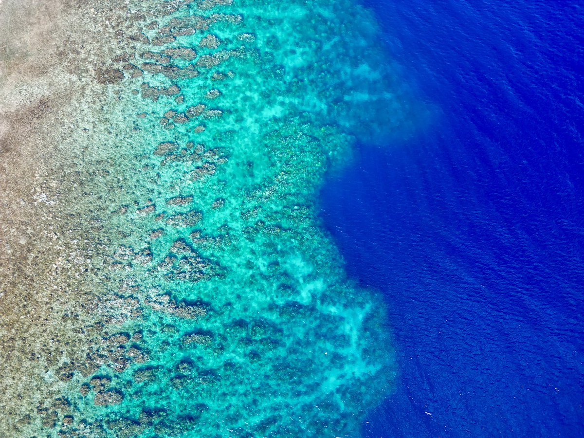 I’m saddened to report serious #coralbleaching on Southern #RoatanIsland #MesoamericanReef - Shots taken during the last week of September 23’.