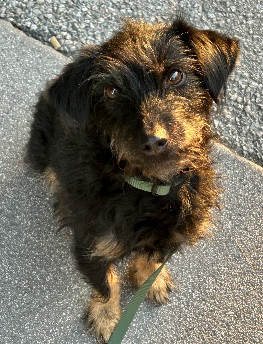 Jahrestag Geschenk Für Ihn Central 23 Hund Valentinstagskarte - Süße  Liebeskarte Mit Aufklebern Für Paare Lustige Grußkarte Tiere, image size:918x1200