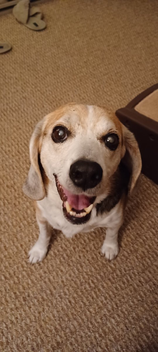 BeagleMarcoPoLo's tweet photo. Marco's MaMa here. My beloved Marco PoLo will be going OTRB on Saturday. He has had several seizures which he will be unable to recover from. I am so grateful we got to be this joyful beagle boy's people. #grateful #loved #beaglebugclub #ZSHQ #beagle #joy https://t.co/VKO4GpZygi