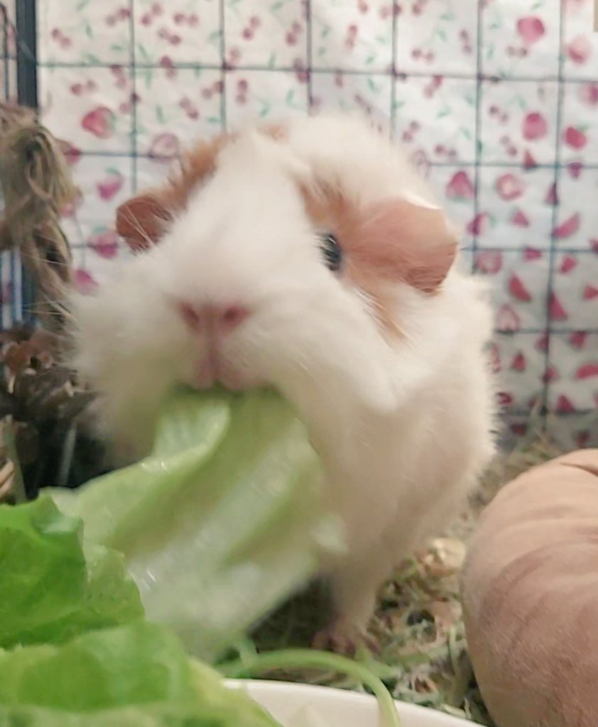 ᅠᅠ ˗ˏˋ 𓆩 ₵𝕆ℕ𝓢𝓔͟𝚀͟𝘜͟𝓔͟𝓝͟𝐂͟𝓔͟𝓢͟ ͟ ͟ ; (@swlngkyle) on Twitter photo 