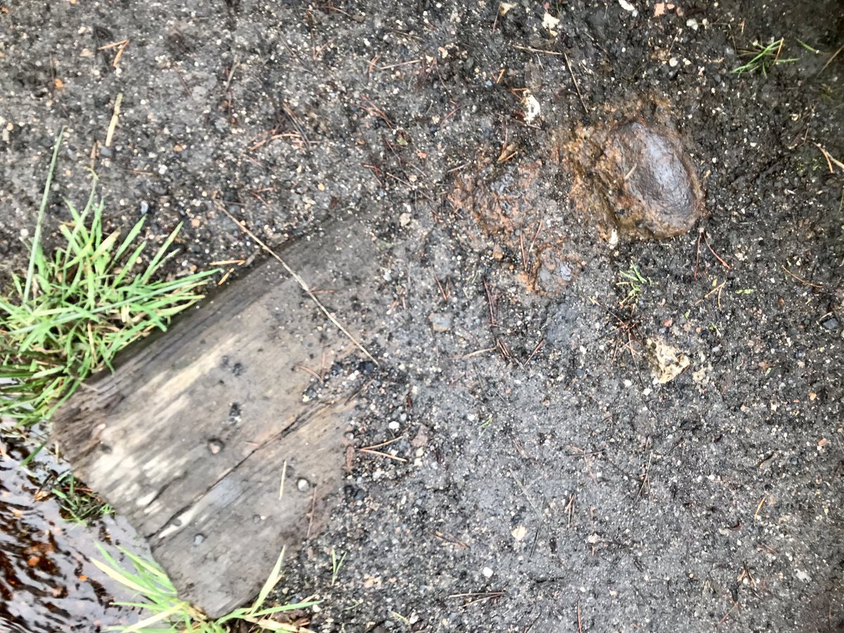 coal_legacies's tweet photo. Walking the trackbed of the old mineral lines and tramways between #Harthill and #Fauldhouse #Lanarkshire that served the collieries and #ironstone mines. Many small hints of past use survive.
#coal #miningheritage #railwayheritage #industriallandscape #explore https://t.co/2jQVphNVZ9
