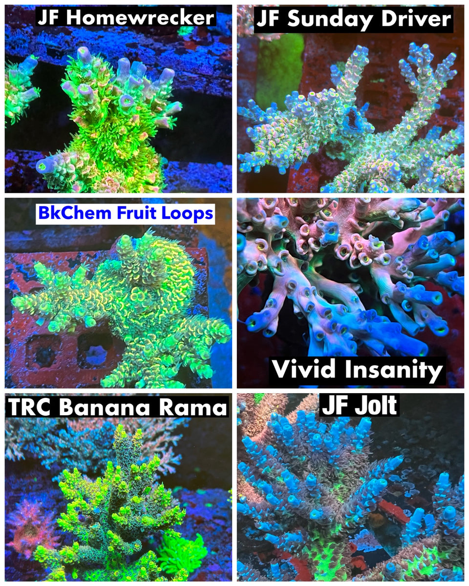 vivid insanity and JF Jolt  RRC MARDI GRAS
CC PINK HIGHLIGHTER
TYREE PURPLE MONSTER
WWC PANTHÈRE ROSE
Check us out for more products on sale recifataquarium.com