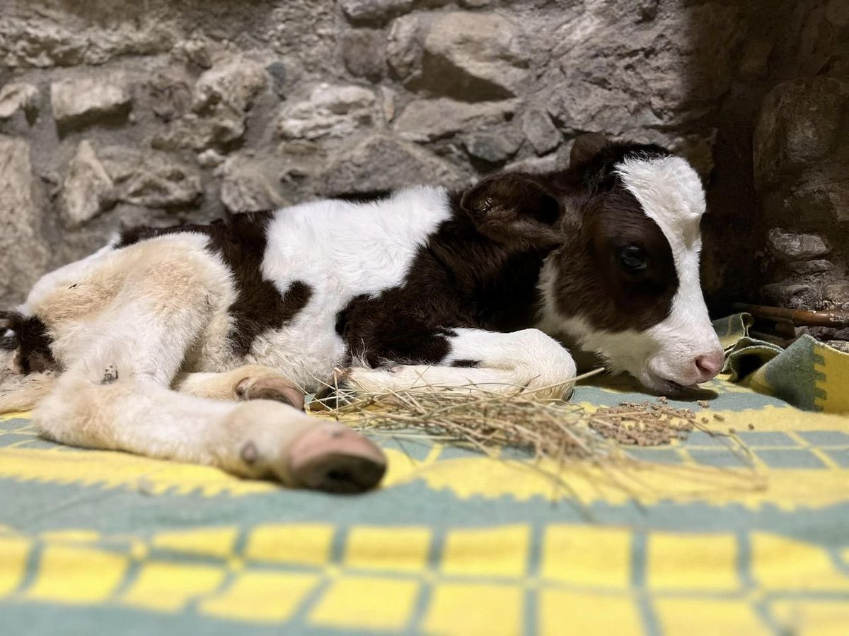 Francesca está muy animada,  esta tarde <a href="/IsmaelSantuario/">Ismael López Dobarganes</a> estaba emocionado con los  saltitos y patadas al aire que daba al correr. Es muy bonito ver el vínculo que está estableciendo con é.

¡ESTAMOS MUY CONTENTOS!

fundacionsantuariogaia.org/francesca-esta…
