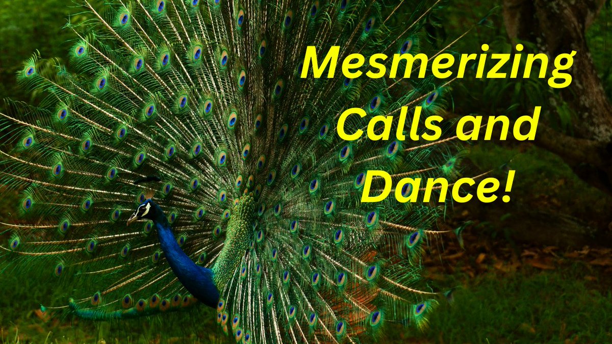 Akula_H's tweet photo. Wild Peafowls: Peacock's Call and close-up Dance https://t.co/tHnruYzJu1 via @YouTube https://t.co/hX47FrTBPG