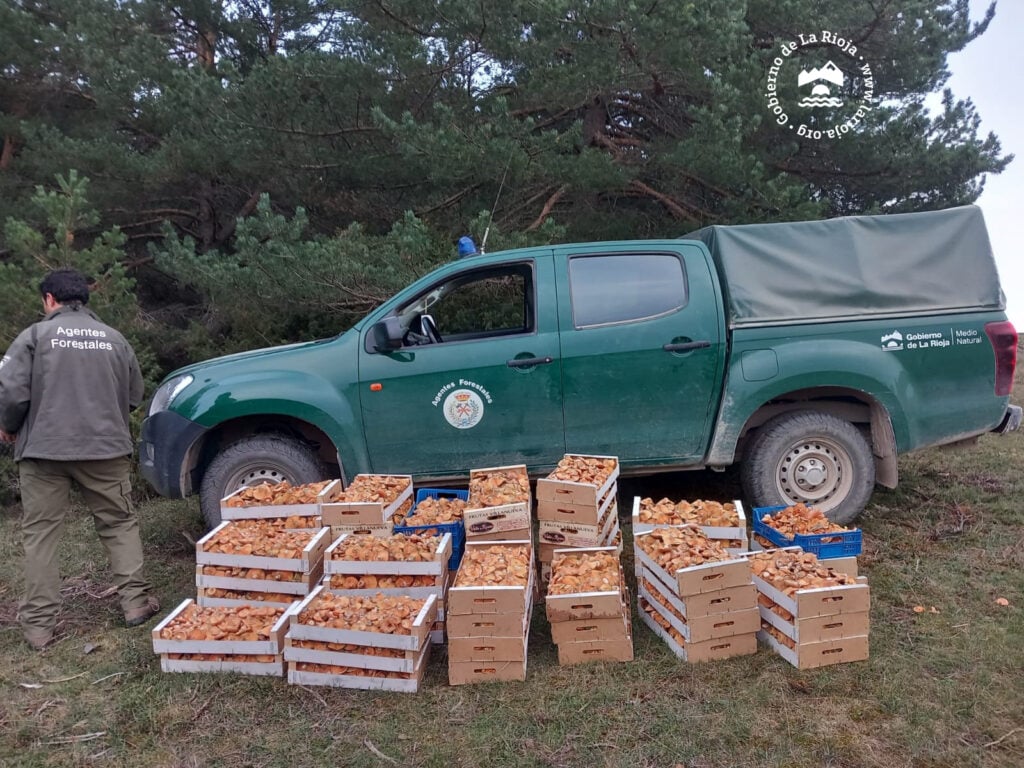 Los #AgentesForestales del Gobierno de #LaRioja han decomisado 400 kilos de níscalos a un grupo organizado en el monte La Pineda, perteneciente al término municipal de Lumbreras de Cameros. actualidad.larioja.org/noticia?n=not-…