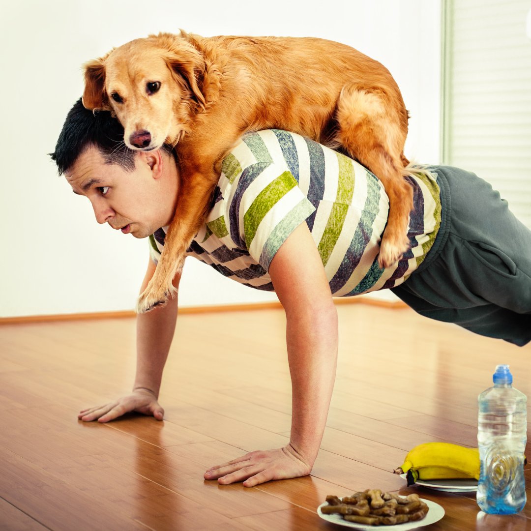 LifeWithMyDogs9's tweet image. Is your pup getting enough playtime? 🐶🎾 Uncover the secrets of keeping your dog fit, happy, and healthy! tinyurl.com/28g32o5g #DogHealth #ExerciseForDogs