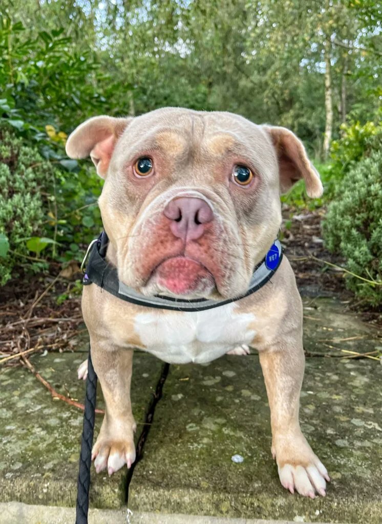 Please retweet to help Erin find a home #CHESHIRE   Medium sized Cross breed, aged 1.  
Found as a stray she can live with children aged 15+ and possibly with another dog. 
Please contact the shelter for more information✅  
DETAILS or APPLY👇
dogshome.net/dog-for-adopti……… 
#dogs