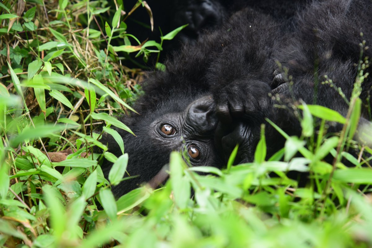 #GorillaTrekking #UgandaAdventure #BwindiImpenetrable #WildlifeConservation #BucketListTravel #NaturePhotography #OnceInALifetime #PamojaToursAndTravel