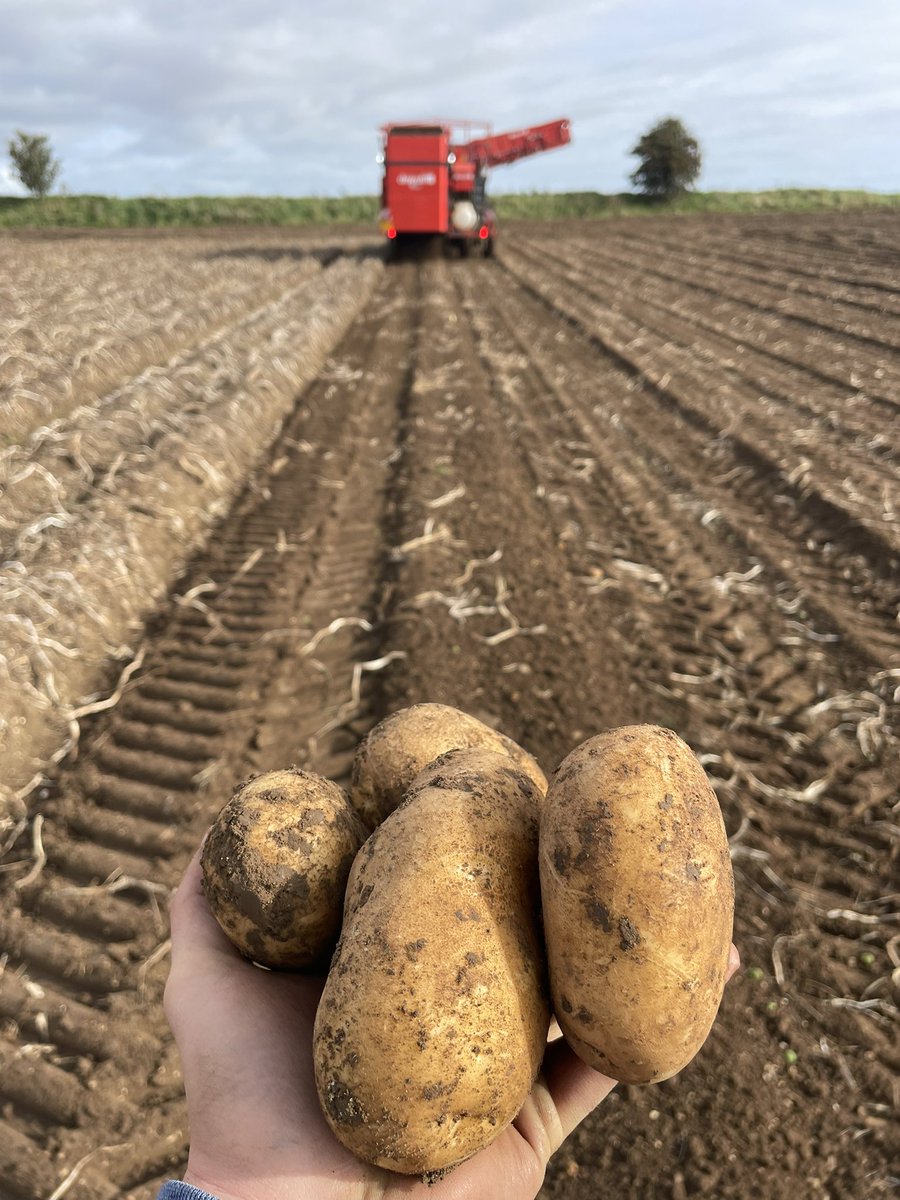 Has anyone found a solution to stop losing so many tubers of marketable yield with a Dewulf RCA 3060? Majority being lost at intake but also on transfer from RS to elevator.