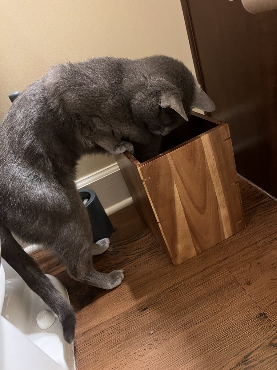 phil and rufus (party hat and party favor) tweet media