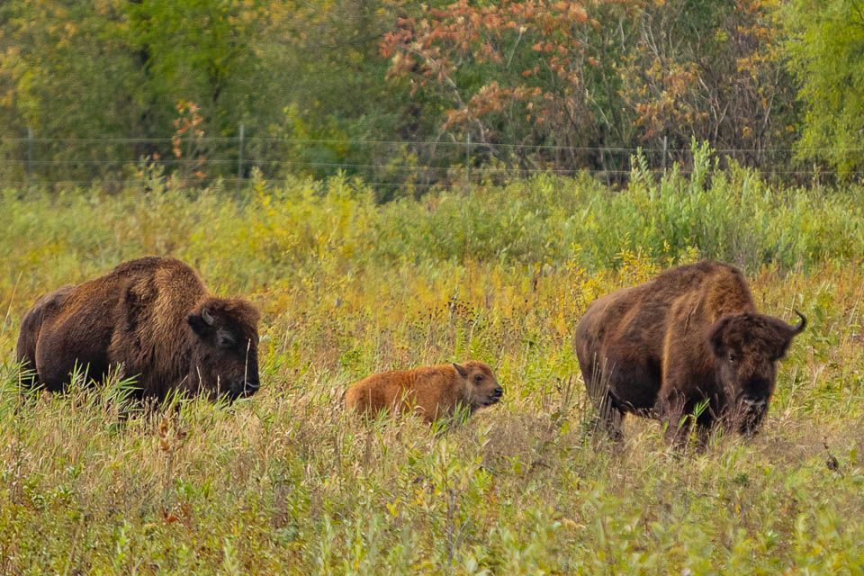 JoeMillerPhoto's tweet photo. We saw the buffalo at Minneopa State Park, Mankato. It was fun. Wish I was closer or had a longer lens. 🙂To see more, visit me on Facebook, JoeMillerPhoto. #buffalo #mnStateParks #minnesota https://t.co/OcLFsCNHmb